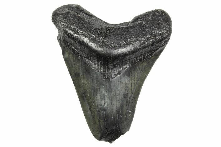 Fossil Megalodon Tooth - South Carolina #368396